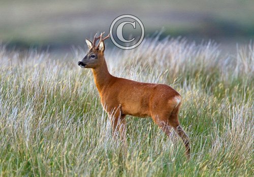 Roe Deer Buck DM1150